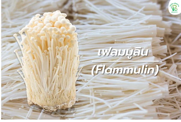 เห็ดเข็มทองมีสารที่อาจจะช่วยยับยั้งการเจริญเติบโตของเซลล์มะเร็งได้ เห็ดเข็มทองมีสารที่อาจจะช่วยยับยั้งการเจริญเติบโตของเซลล์มะเร็งได้