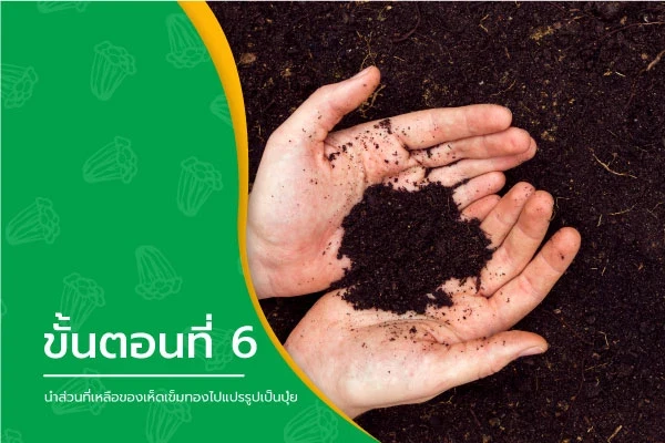 กระบวนการผลิตเห็ดเข็มทองขั้นตอนที่ 6 นำส่วนที่เหลือของเห็ดเข็มทองไปแปรรูปเป็นปุ๋ย